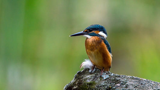 brown and blue long-beaked bird perched on gray rock thumbnail