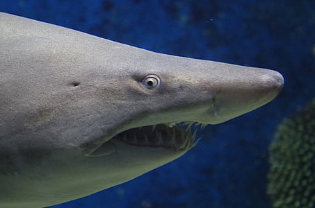 swimming shark photo thumbnail