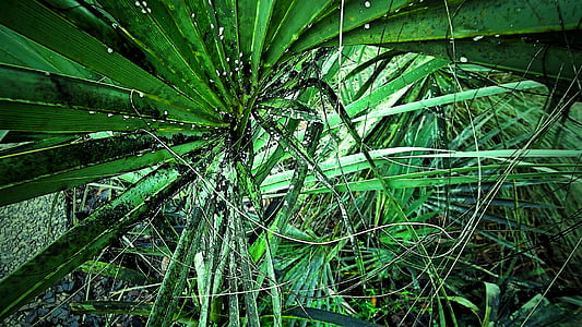 green-leafed plant thumbnail