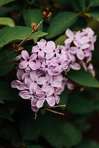 selective focus photography of petaled flowers thumbnail