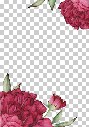 Centifolia roses Flower Drawing, Red rose painted effect, pink flowers close-up photo PNG clipart