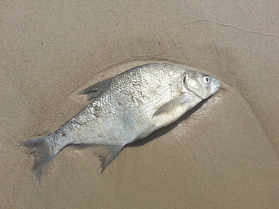 gray raw fish on brown sand thumbnail