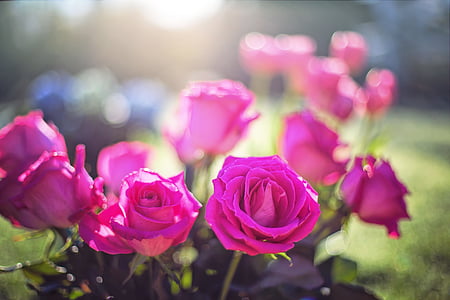 pink rose bouquet thumbnail