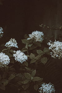 photography of white flowers with green leaves thumbnail