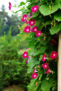 pink flowers with green leaves thumbnail