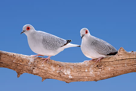 two white birds on brance thumbnail