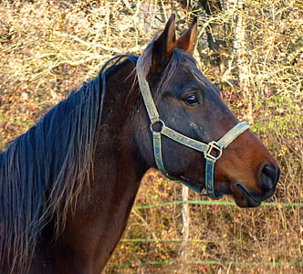 brown horse near green grass during daytime thumbnail