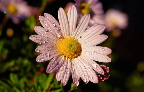 selective focus photography of purple daisy flower thumbnail