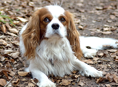 long-coated white and brown dog thumbnail