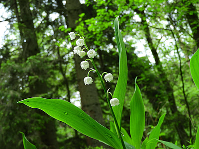 Lily Of The Valley, Forest thumbnail
