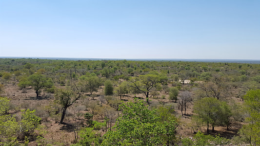 Landscape of Kruger National Park in South Africa thumbnail