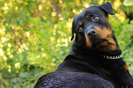 black and tan Rottweiler close-up photo during daytime thumbnail