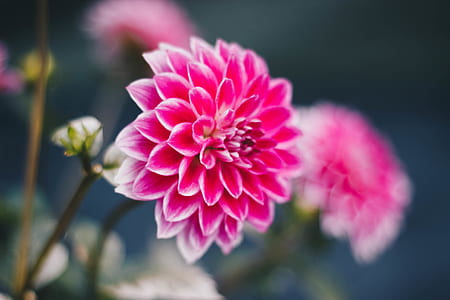 Shallow Focus Photography of Pink Flowers thumbnail