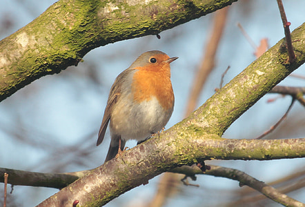 gray and orange bird on tree branch at daytime thumbnail
