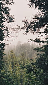 fog over green pine trees thumbnail