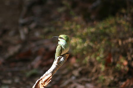 Green Long-beak Bird on Brown Wooden Tree Branch thumbnail
