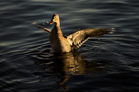 grey duck in body of water thumbnail