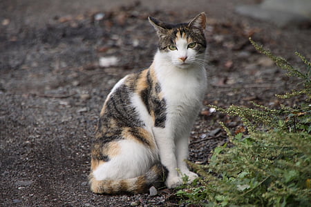 calico cat on brown surface thumbnail