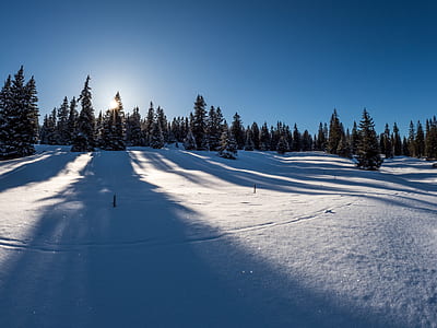 pine trees surrounded by snow during daytime thumbnail