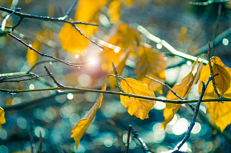 closeup photo of yellow leaves thumbnail