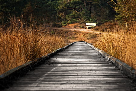 gray wooden dock between yellow grass at daytime thumbnail