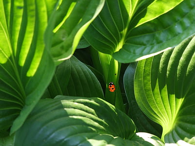 orange and black ladybug on green leaf thumbnail