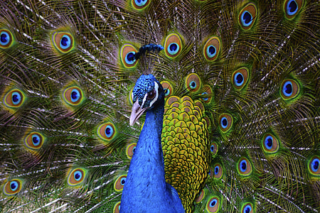 male peafowl thumbnail