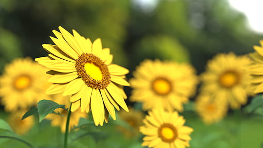 selective focus photography of sunflower thumbnail