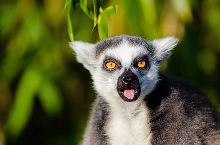 black and white lemur thumbnail