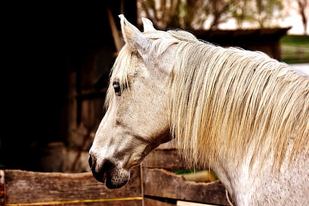 brown horse thumbnail