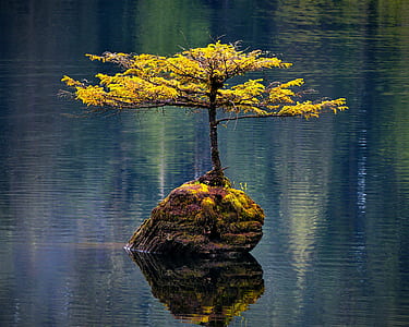 tree on islet painting thumbnail