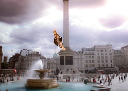 brown bird flying near fountain at daytime thumbnail
