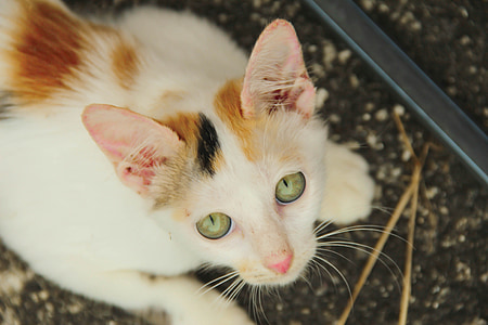 white, brown, and black cat shallow focus photography thumbnail