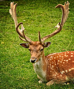 reclining fawn on grass field thumbnail