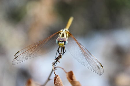 brown dragonfly on dried leaf thumbnail