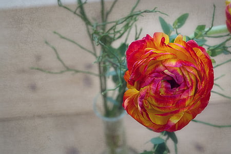 selective focus photography of red and yellow petaled flower thumbnail