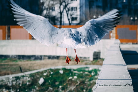 selective focus photo of seagull flying over gray concrete wall thumbnail