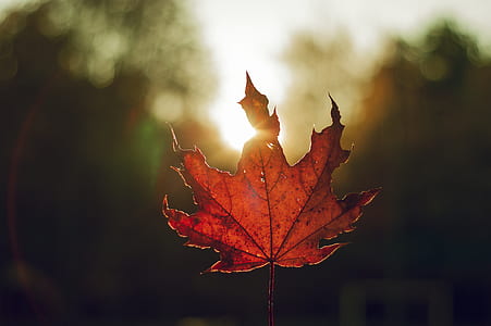 red maple leaf close up photography thumbnail
