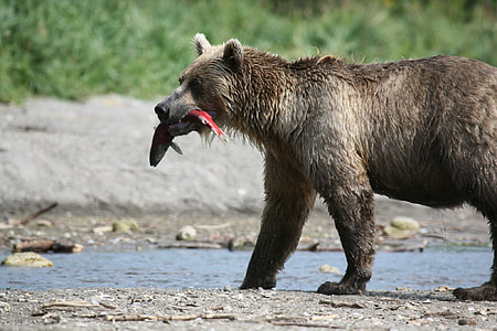 gray bear biting fish on river thumbnail