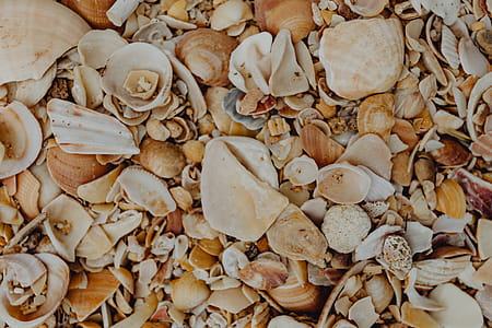 Sea shells on the beach, Algarve, Portugal thumbnail