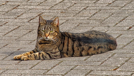 animal photography of brown cat thumbnail