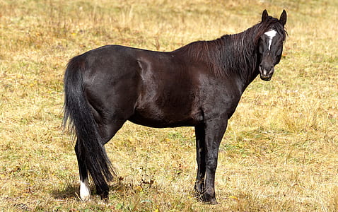 brown horse standing on grass field thumbnail