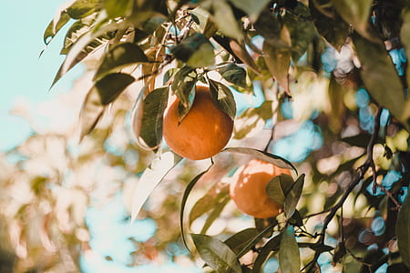 close-up photo of round orange fruit thumbnail