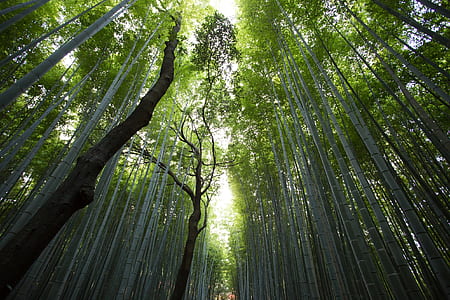low angle photography of tall trees during day time thumbnail