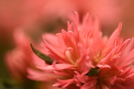closeup photography of pink chrysanthemum flower thumbnail