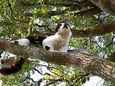 black and white cat on tree thumbnail