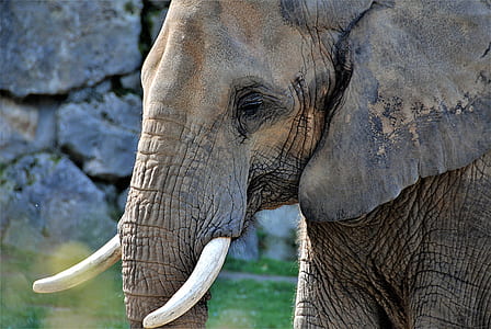 closeup photo of grey elephant thumbnail