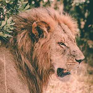 lion near tree at daytime thumbnail