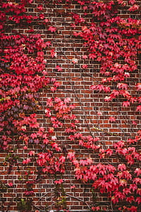 red flowers on wall thumbnail