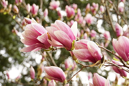 shallow focus photography of pink flower thumbnail